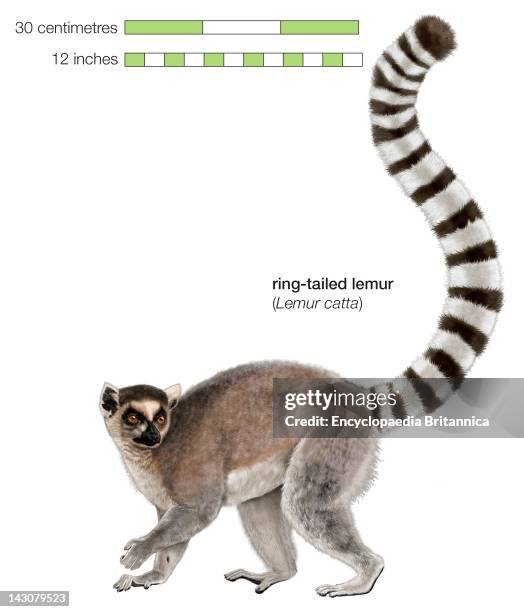 Ring Tailed Lemur .