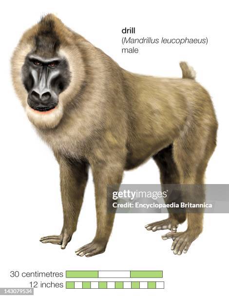 Drill Monkey Rear Cercopithecoidea Photos and Premium High Res Pictures - Getty Images