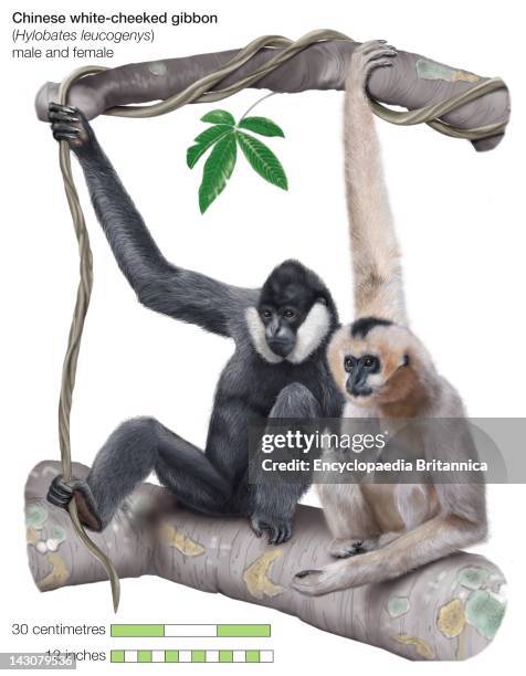 Male And Female Chinese White-Cheeked Gibbons .