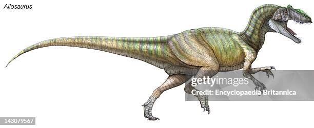 Allosaurus , A Large, Fearsome Predatorial Dinosaur From The Late Jurassic Period.