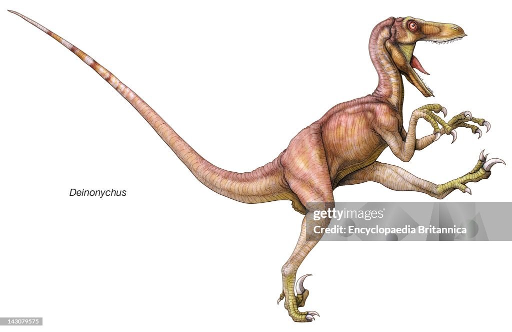 The Terrible Claw: Facts About Deinonychus