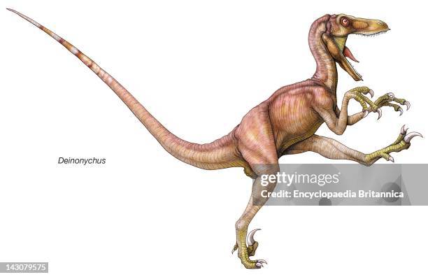 Early Cretaceous Dinosaur Deinonychus, Whose Name Means "Terrible Claw," After The Huge, Sharp Claws On Each Of Its Second Toes.