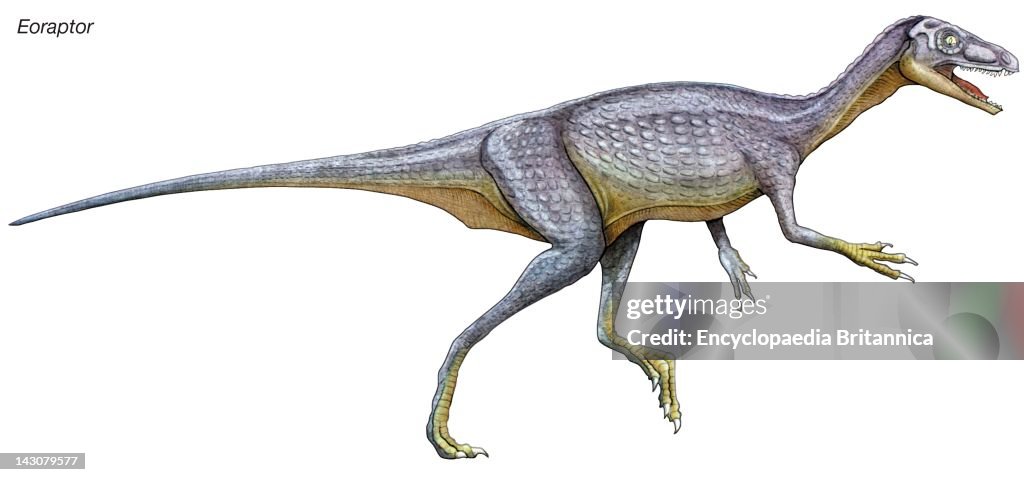 Eoraptor, Late Triassic Dinosaur. This Tiny Carnivore Is Close To What The Common Ancestor Of All Dinosaurs Might Look Like.