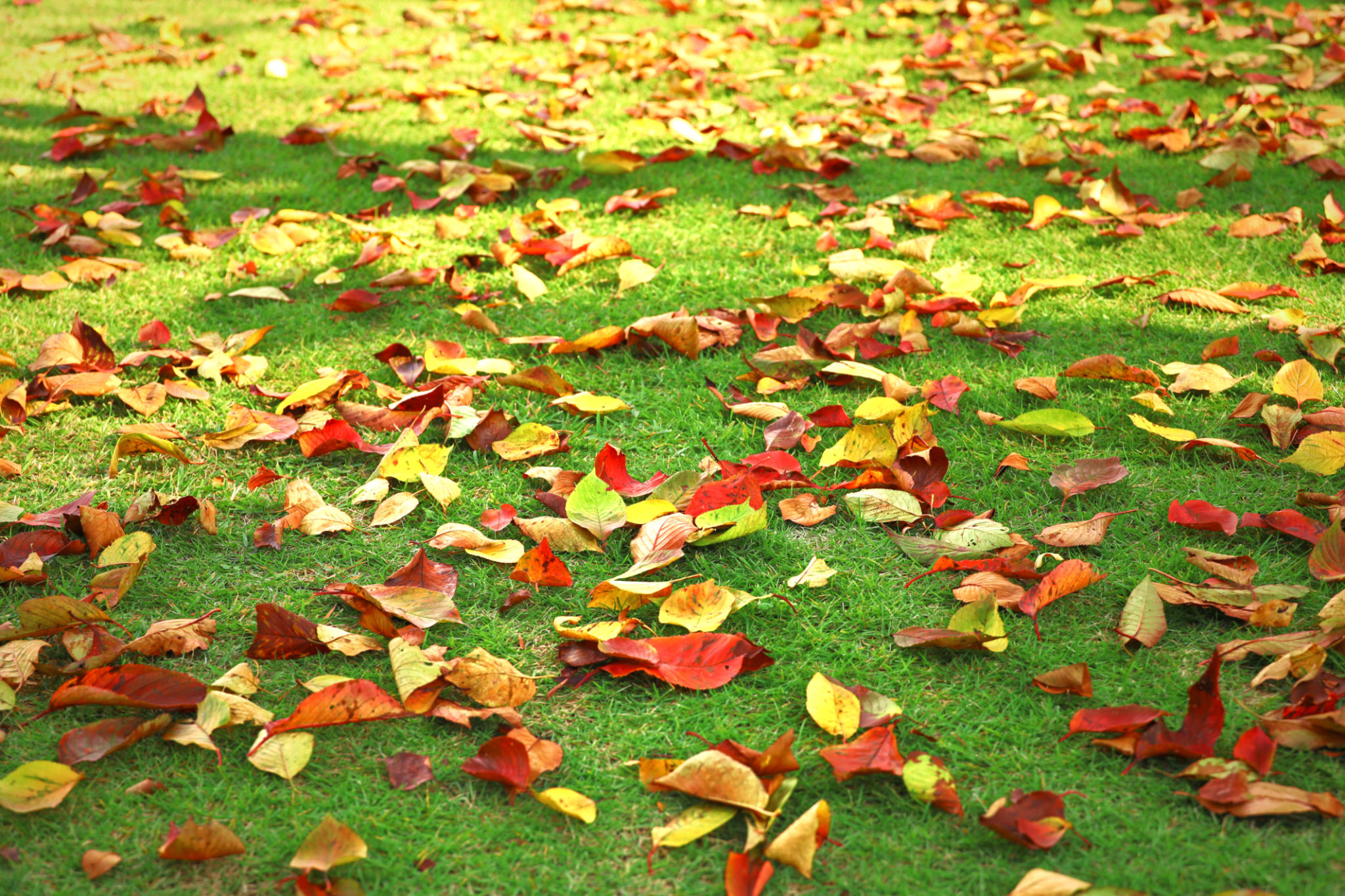 autumn leaves carpet