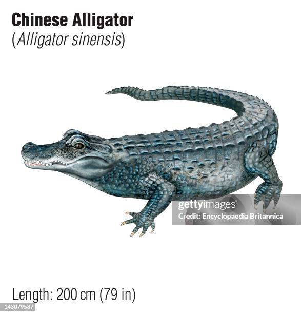 Chinese Alligator , An Endangered Species.