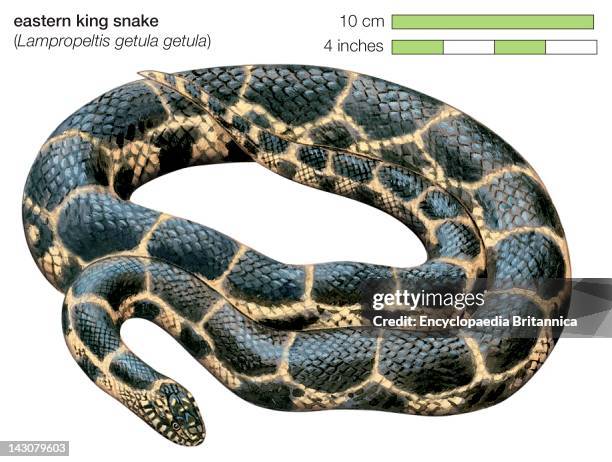 Eastern King Snake .