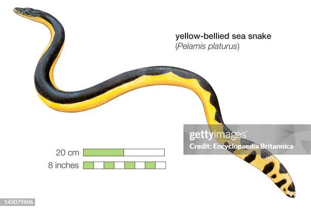 Yellow-Bellied Sea Snake .