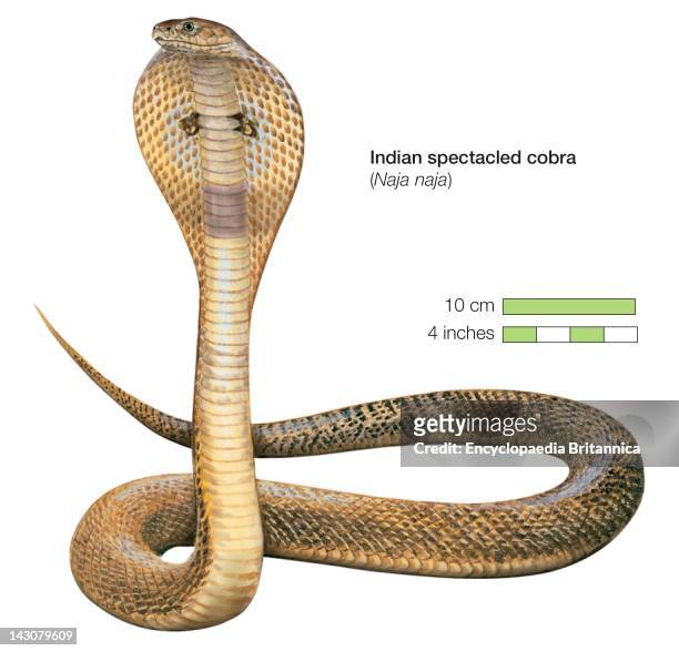 Indian Spectacled Cobra .