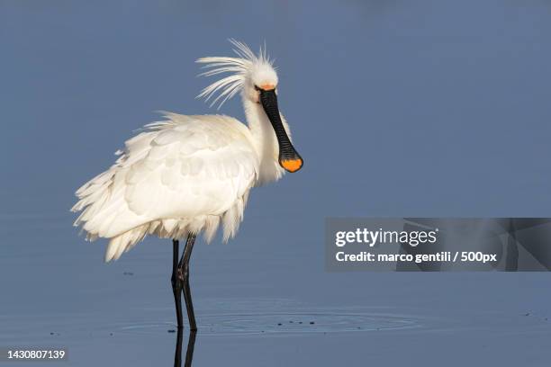 side view of spoonbill in lake,italy - ヘラサギ ストックフォトと画像