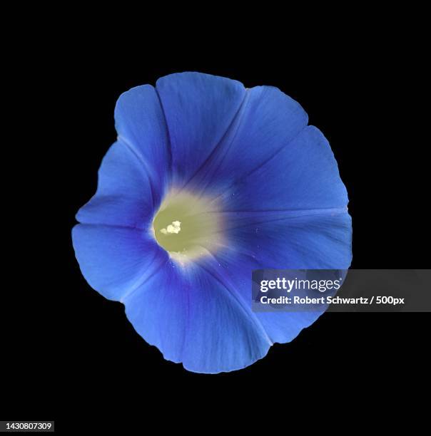 close-up of purple flower against black background,manalapan township,new jersey,united states,usa - morning glory stock pictures, royalty-free photos & images