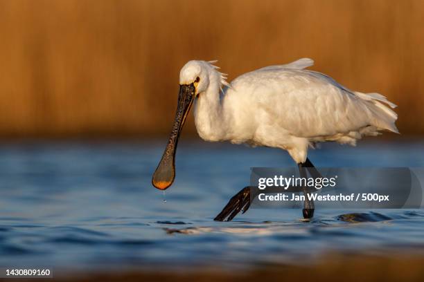 side view of spoonbill in lake - ヘラサギ ストックフォトと画像