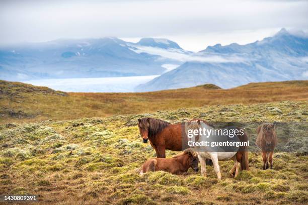 cavalli islandesi di fronte al ghiacciaio vatnajökull, islanda sud-occidentale - northern europe foto e immagini stock