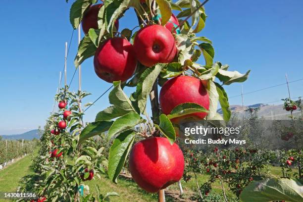 red delicious apples - hood river fotografías e imágenes de stock