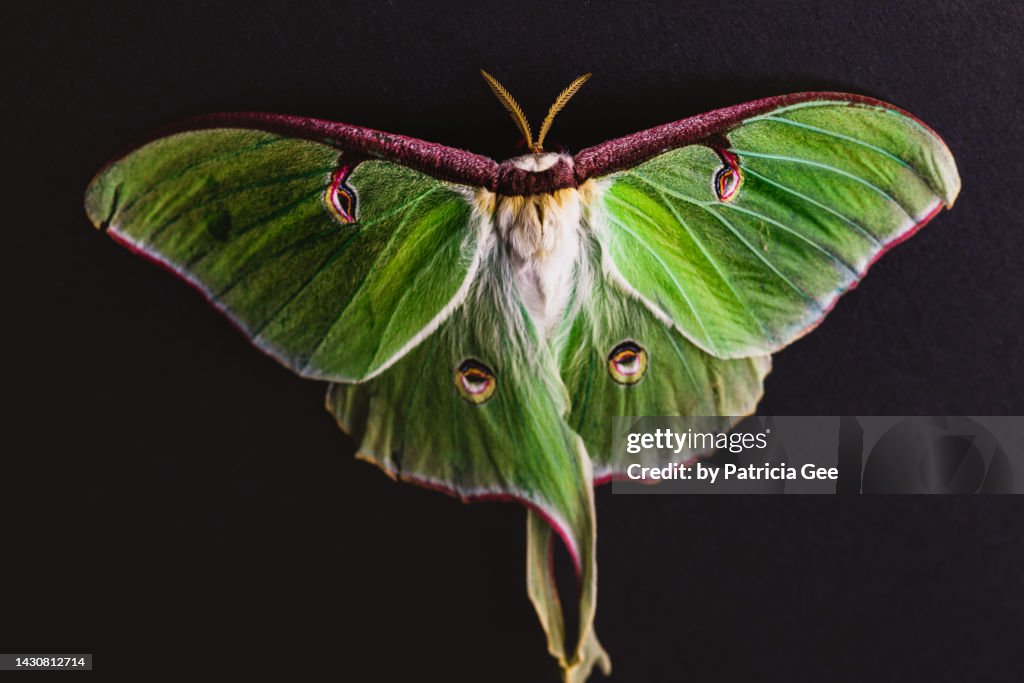 Closeup of Luna Moth