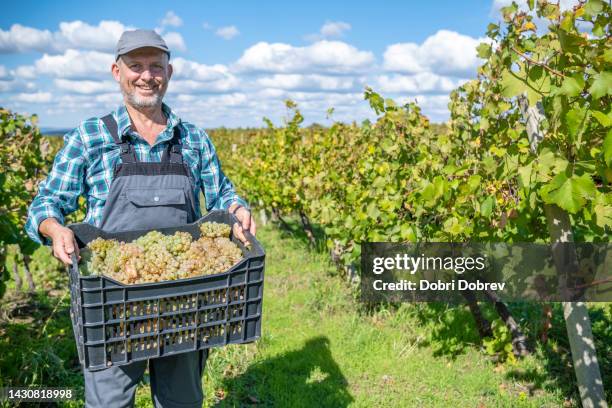 a vinedresser collects the harvest from a vineyard. - green grape stock pictures, royalty-free photos & images