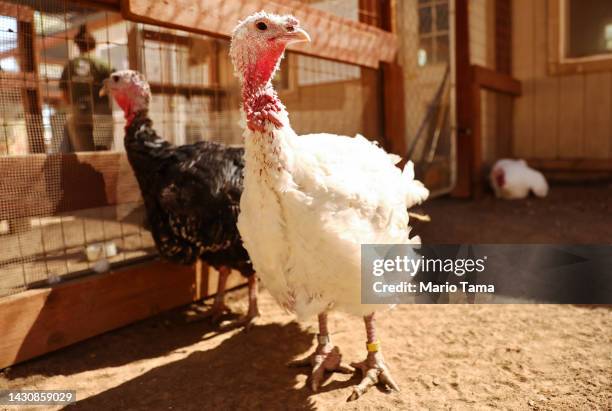 Rescued turkeys gather in an aviary at Farm Sanctuary’s Southern California Sanctuary on October 5, 2022 in Acton, California. A wave of the highly...