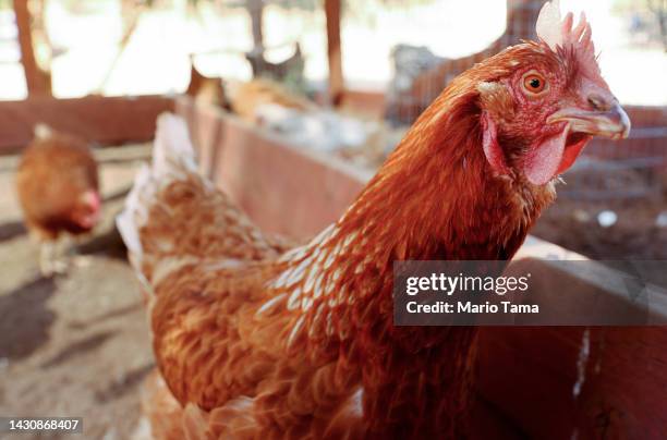 Rescued chickens gather in an aviary at Farm Sanctuary’s Southern California Sanctuary on October 5, 2022 in Acton, California. A wave of the highly...