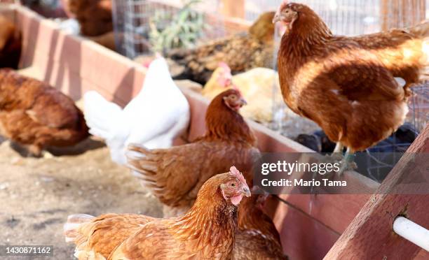 Rescued chickens gather in an aviary at Farm Sanctuary’s Southern California Sanctuary on October 5, 2022 in Acton, California. A wave of the highly...