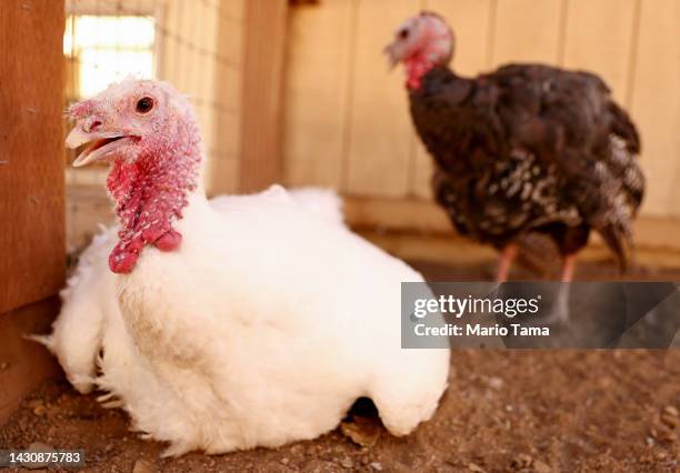 Rescued turkeys Alexandra and George gather in an aviary at Farm Sanctuary’s Southern California Sanctuary on October 5, 2022 in Acton, California. A...