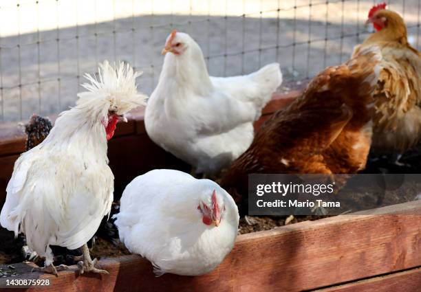 Rescued chickens including David Bowie gather in an aviary at Farm Sanctuary’s Southern California Sanctuary on October 5, 2022 in Acton, California....