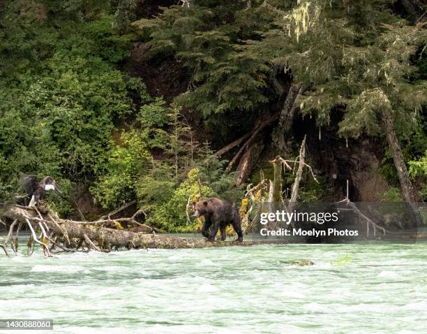 bear and eagle on a log in the river - haines ak 003 - sow bear stockfoto's en -beelden