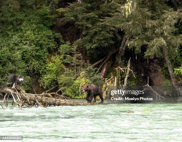 bear and eagle on a log in the river - haines ak 003 - sow bear stock pictures, royalty-free photos & images