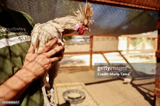 Caregiver holds a rescued chicken at Farm Sanctuary’s Southern California Sanctuary on October 5, 2022 in Acton, California. A wave of the highly...