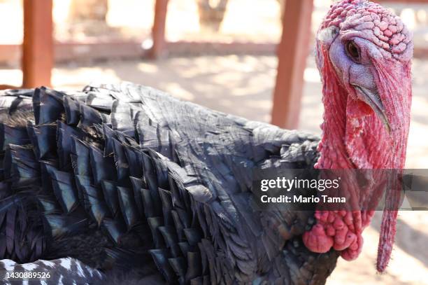 Bowie, a rescued turkey, stands in an aviary at Farm Sanctuary’s Southern California Sanctuary on October 5, 2022 in Acton, California. A wave of the...