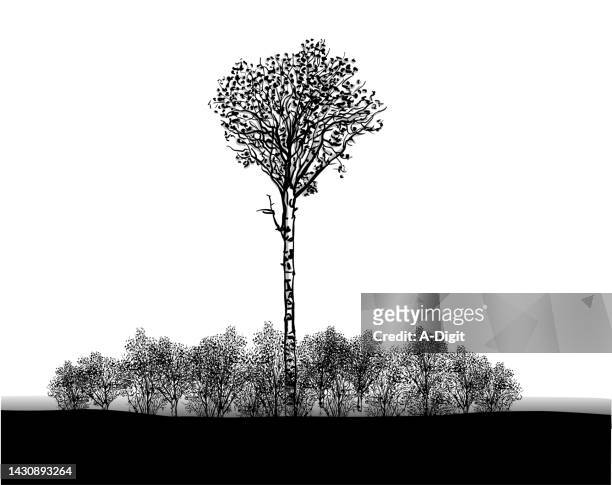 tree reproduction birch - cottonwood stock illustrations
