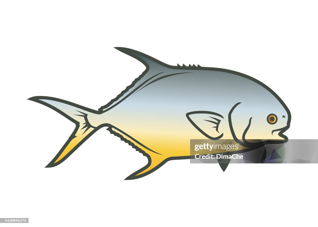 Pompano fish illustration. Golden pomfret