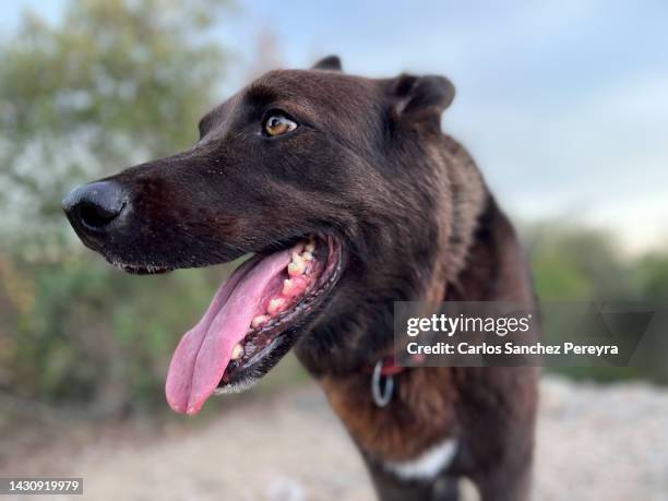 portrait of a black dog - panting stock pictures, royalty-free photos & images