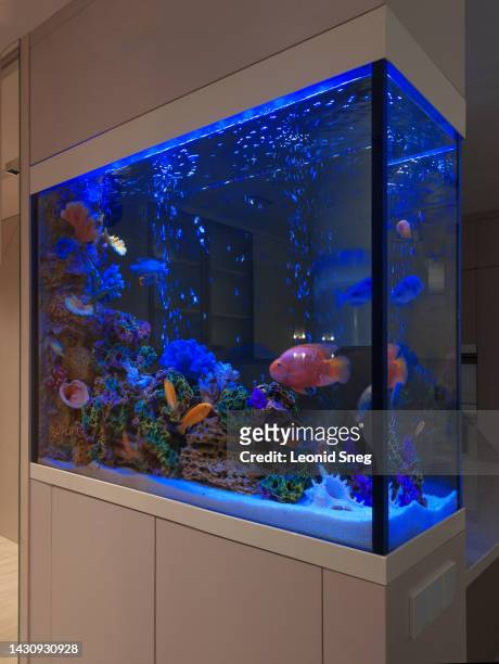 large aquarium with fish and plants in living room - home aquarium stock pictures, royalty-free photos & images