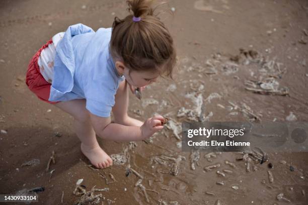 374 Picking Shells Stock Photos, High-Res Pictures, and Images - Getty ...