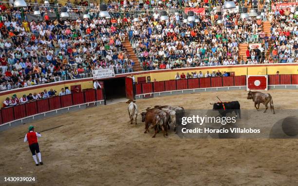 Spectators and an arena assistant watch as a bull is led by others out of the arena at the end of its fight, for bulls in Portugal are not killed in...