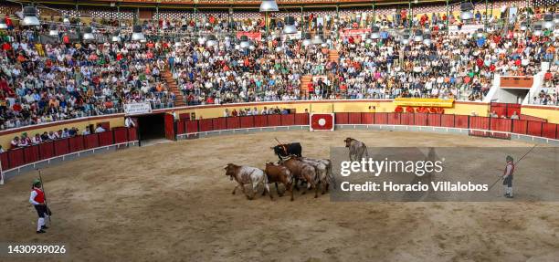 Spectators and arena assistants watch as a bull is led by others out of the arena at the end of its fight, for bulls in Portugal are not killed in...