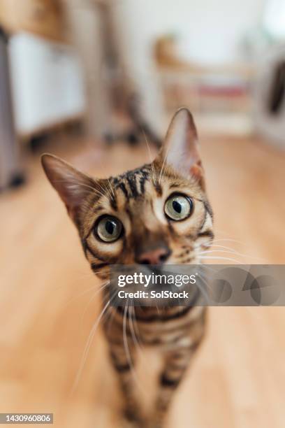 cute bengal cat - bengal cat stock pictures, royalty-free photos & images