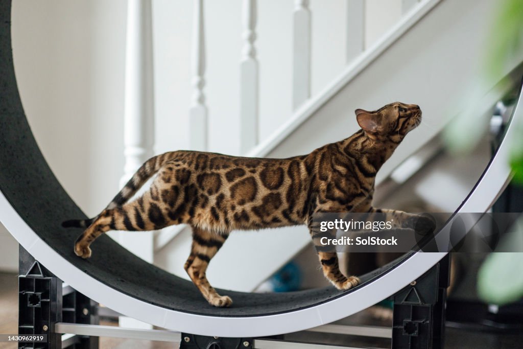 Bengal Cat on a Running Wheel