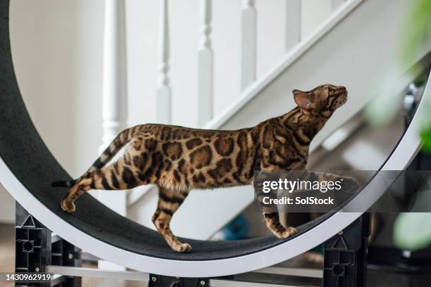 bengal cat on a running wheel - purebred cat bildbanksfoton och bilder