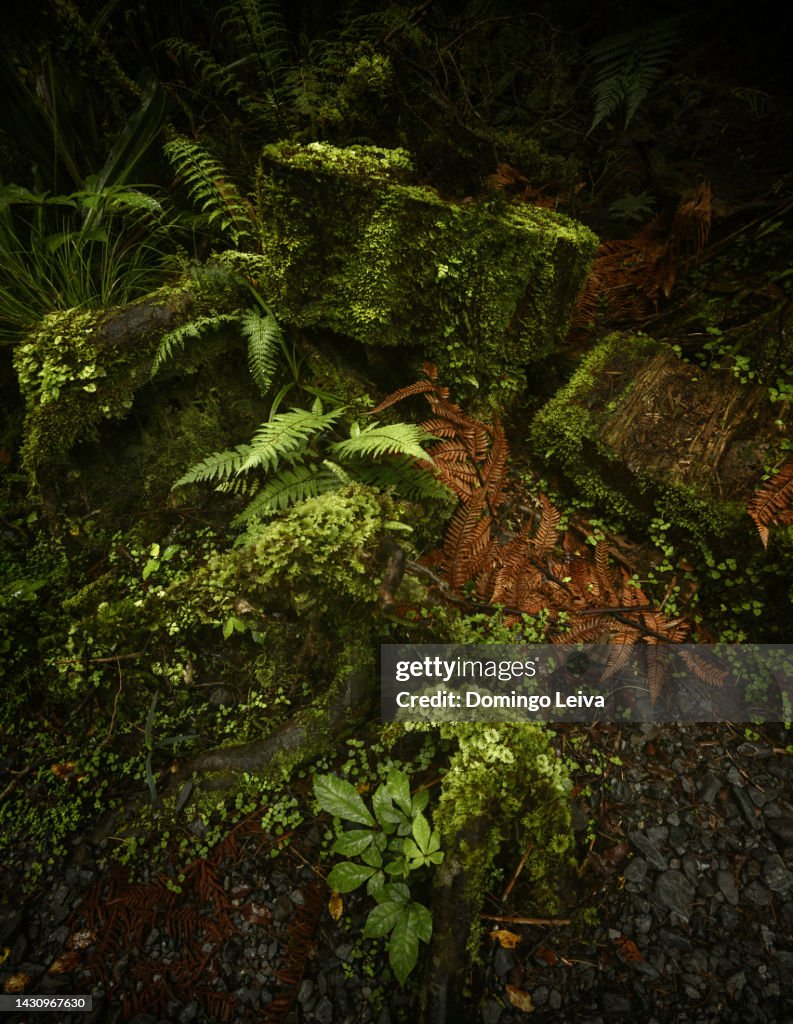 TREE FERNS IN THE ABEL TASMAN NATIONAL PARK
