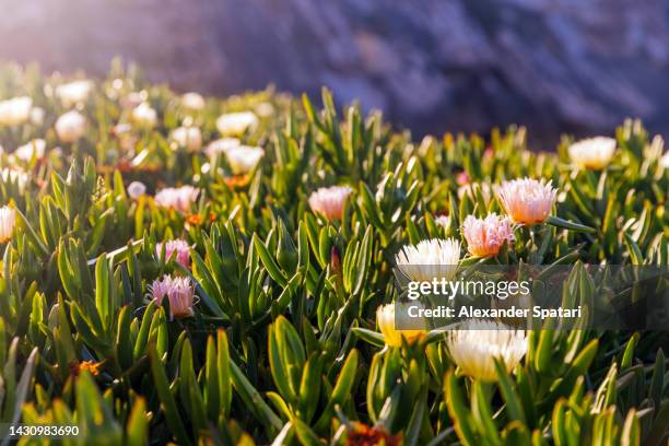 blooming flowers by the ocean coast in portugal - barrilha imagens e fotografias de stock
