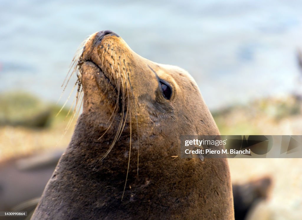 Monterey