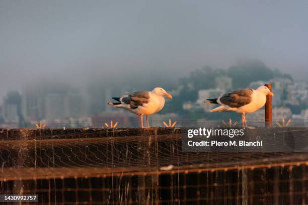 alcatraz - alcatraz stock pictures, royalty-free photos & images