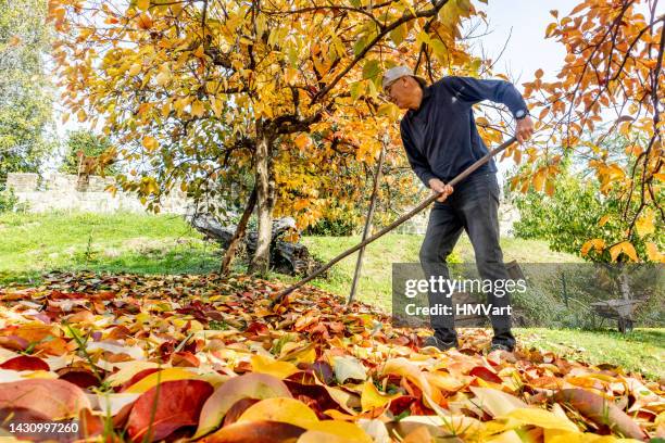 man raking the yard in autumn - man raking leaves stock pictures, royalty-free photos & images