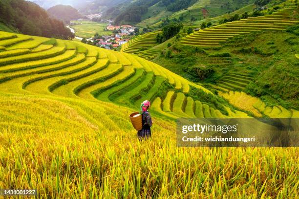 una mujer hmong en terrazas de arroz en mu cang chai, yen bai, vietnam. - sapa fotografías e imágenes de stock