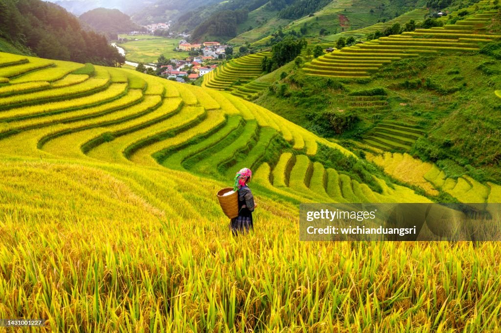 A Hmong woman on rice terraces in Mu Cang Chai, Yen Bai, Vietnam.