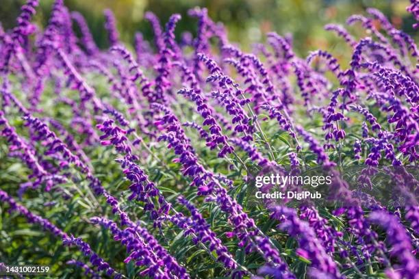 amethyst sage, mexican bush sage (salvia leucantha) - mexican bush sage stockfoto's en -beelden