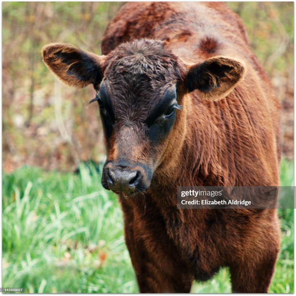 Brown Calf