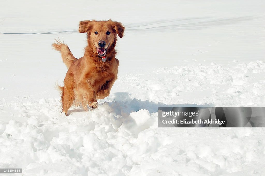 Dog running in snow