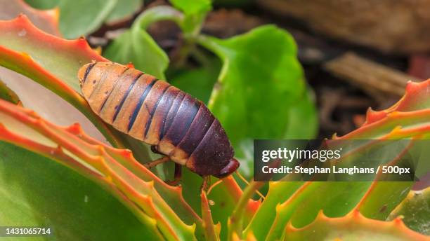 picture of giant isopod sitting on cactus leaf - arthropod fotografías e imágenes de stock