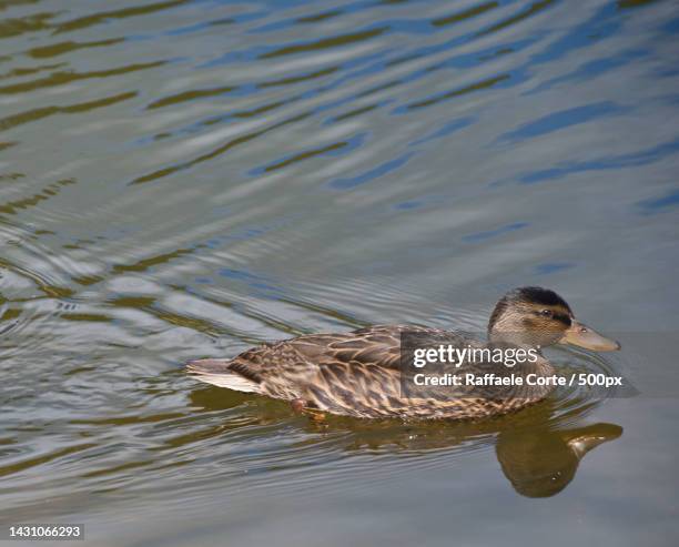 mother mallard duck swimming - raffaele corte stock-fotos und bilder